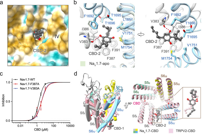 Coordination of CBD at the F-site.a CBD binds to the fenestration enclosed by repeats IV and I of Nav1.7. The surrounding environment, which is highly hydrophobic, is shown as the hydrophobic surface, calculated in ChimeraX. b The local structures around the F-site (left) remain nearly identical in apo (PDB: 7W9K) and CBD-bound Nav1.7. Surrounding residues are shown as sticks. The only potential hydrogen bond is shown as red dashed lines. c F-site mutations weaken the inhibition of Nav1.7 by CBD. Both single point mutations V383A and F387A reduced the sensitivity of Nav1.7 to CBD, with the IC50 right-shifted from 1.82 ± 0.10 μM to 3.56 ± 0.58 μM and 3.65 ± 0.78 μM, respectively. Nav1.7-WT, n = 1, 5, 12, 8, 7. Nav1.7-F387A, n = 4, 6, 4. Nav1.7–V383A, n = 5, 4,5. Data are presented as mean ± SEM. n biological independent cells. d CBD shares similar binding poses in Nav1.7 and TRPV2 at the F-site. A similar fenestration binding site for CBD in Nav1.7 and in TRPV2 is seen in the superimposed structures. A side view (left) and a top view (right) of the comparison between CBD-bound Nav1.7 (domain colored) and TRPV2 (pink, PDB: 6U88) are shown.