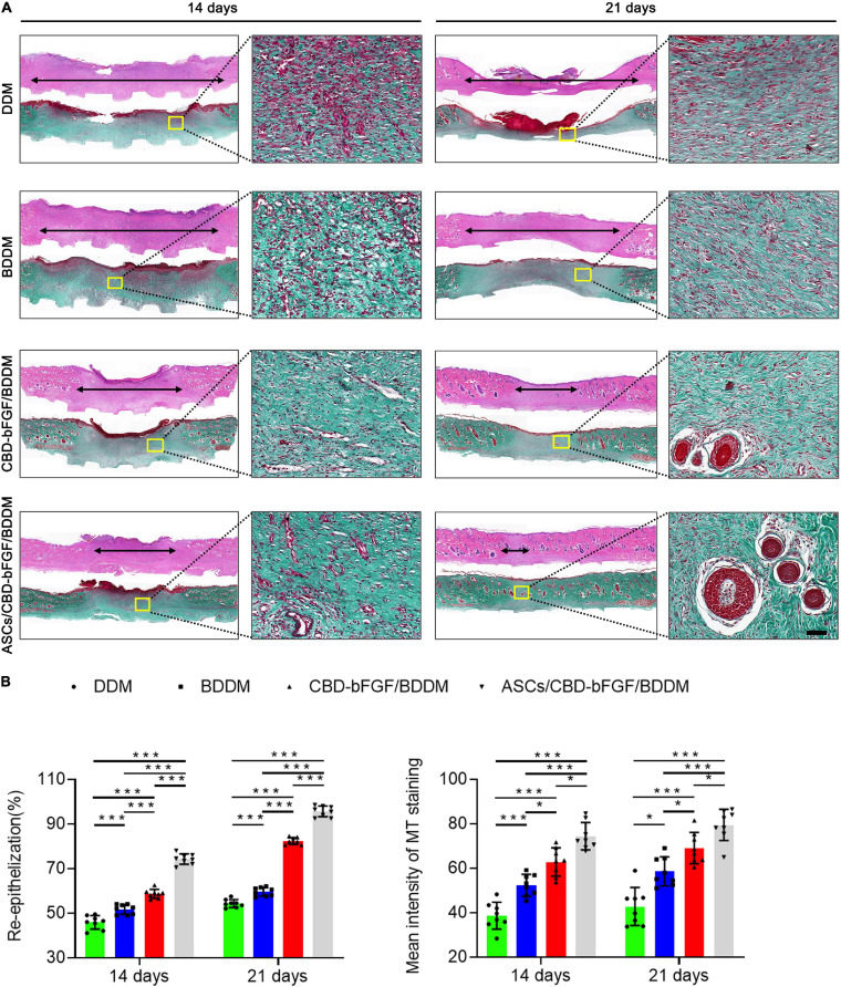 (A) H&E and Masson’s trichrome (MT) staining of wound sections in the decellularized dermal matrix (DDM), book-shaped decellularized dermal matrix (BDDM), collagen-binding domain–basic fibroblast growth factor (CBD–bFGF)/BDDM, or adipose-derived stromal cells (ASCs)/CBD–bFGF/BDDM groups at 14 or 21 days after the operation. The double-headed black arrows indicate the edges of the scars. Bar = 100 μm. (B) Quantitative analysis of the re-epithelialization extent and the mean intensity of MT staining in the histological sections of the DDM, BDDM, CBD–bFGF/BDDM, or ASCs/CBD–bFGF/BDDM groups. Data are shown as means ± standard deviation (*P < 0.05, **P < 0.01, and ***P < 0.001).
