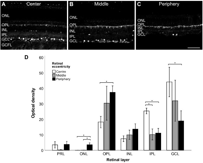 Labeling pattern of TRPV1-IR throughout the vervet retina. Confocal micrographs taken from the center (A), middle (B), and peripheral retina (C). Quantitative analysis of the TRPV1 fluorescent signal through the three distinct retinal eccentricities shows relatively higher central signal intensity in the IPL and the RGC layers, and greater peripherical labeling in the OPL and the ONL layers (P < 0.05) (D). PRL photoreceptor layer, ONL outer nuclear layer, OPL outer plexiform layer, INL inner nuclear layer, IPL inner plexiform layer, GCL ganglion cell layer, GCFL ganglion cell fiber layer. Scale bar = 75 µm. Mean optical density ratios ± standard error of the mean (SEM) are depicted.