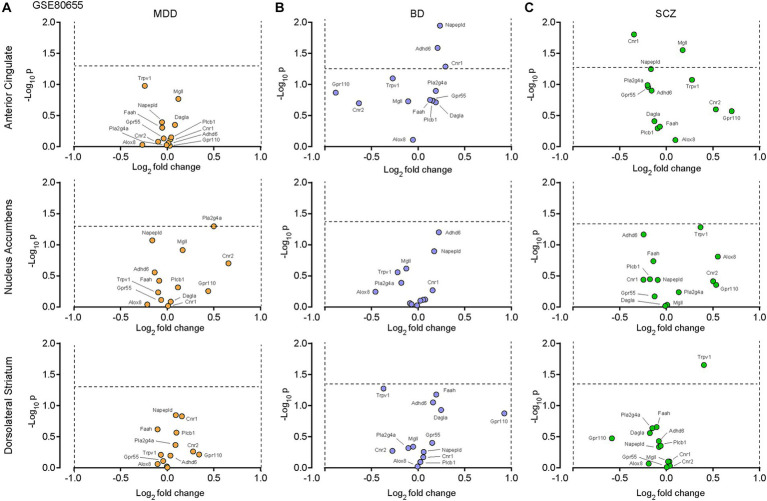 The eCB system in postmortem tissues from patients with major depressive disorders (MDD), bipolar disorder (BD) or schizophrenia (SCZ). Volcano plots of the RNA sequencing dataset GSE80655 (Ramaker et al., 2017), performed on neurons in the anterior cingulate cortex, nucleus accumbens and dorsolateral striatum comparing control patients to patients with clinically-determined MDD (A), BD (B) or SCZ (C). Twelve transcripts of interest, involved in the eCB system, were extracted from the GSE80655 dataset. The horizontal and vertical bars represent the significant threshold, set at p = 0.05 (−log10(p) = 1.3) and log2(fold change) >1 or < −1, respectively.