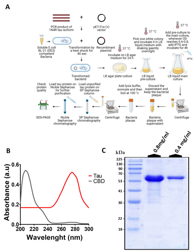 In vitro generation of human his-tagged tau protein. (A) Scheme of the main steps of his-tagged 1N4R tau protein production using the pET-21a (+) expression vector in Escherichia coli BL21 and purification by Ni-NTA and SP Sepharose columns. (B) The absorbance of extracted tau protein with a peak at 280 nm and the absorbance of CBD with a peak at 207 nm by UV-visible spectroscopy. It indicates that there is no interference between CBD and tau protein absorbance. (C) The quality of purified tau protein using SDS-PAGE. Representative SDS-PAGE of purified tau protein (~59 kDa) at two different concentrations of 0.8 mg/mL and 0.4 mg/mL. The same trends were detected in the SDS-PAGE data of at least three independent samples (n = 3).