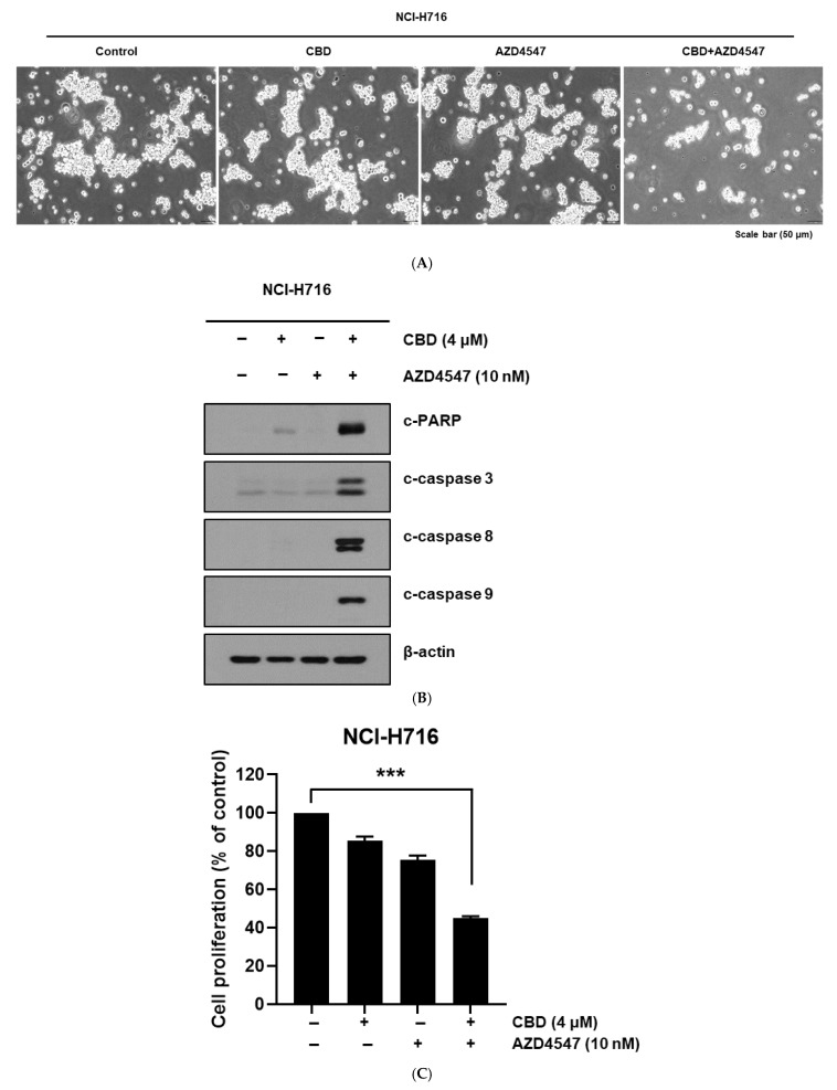 Morphological and molecular changes in NCI-H716 cells after treatment with CBD and AZD4547. (A) Representative phase-contrast microscopy images showing morphological changes in NCI-H716 cells following 24 h treatment with vehicle control, CBD (4 μM), AZD4547 (10 nM), or their combination. Scale bar = 50 μm. (B) Western blot analysis of apoptosis-related proteins in NCI-H716 cells treated for 24 h with CBD (4 μM), AZD4547 (10 nM), or their combination. Cleaved PARP, cleaved caspase-3, and cleaved caspase-8 were examined. β-actin was used as a loading control. (C) Quantification of apoptotic cell death determined by flow cytometry analysis using Annexin V-FITC/PI staining after 24 h treatment with CBD (4 μM), AZD4547 (10 nM), or their combination. Data are presented as means ± SD; *** p < 0.001 compared with single-agent treatment.