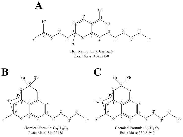 Structures and numbering of (A) CBC, (B) cannabicitran (CBT-C), and the main oxidized CBC metabolite identified in the present study, (C) 2′-hydroxycannabicitran. In this figure and throughout the present manuscript, CBC, CBT-C, and 2′-hydroxycannabicitran are numbered according to a terpenoid system of numbering [36,37]. The theoretical exact masses and chemical formulas are shown below each respective structure.