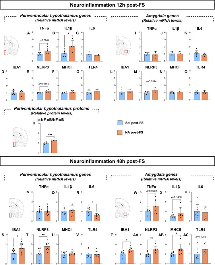 Figure with two main panels comparing neuroinflammatory geneand protein expression in periventricular hypothalamus and amygdala at 12 and 48 hourspost-forced swimming. Bar graphs show relative mRNA and protein levels for TNFa, IL1b,IL6, IBA1, NLRP3, MHCII, TLR4, and p-NF-kB/NF-kB, using blue for saline and orange fortreatment groups. Some groups display statistically significant differences, indicated byasterisks and p-values. Brain diagrams highlight sampled regions for each analysis. Errorbars represent variability within groups.