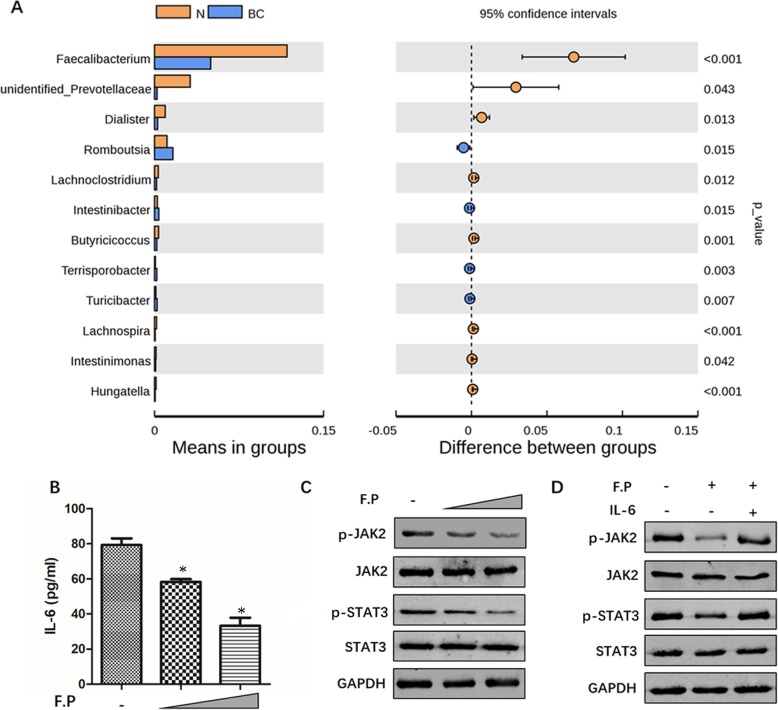 The inhibitive effect of Faecalibacterium prausnitzii on IL-6/STAT3 pathway in MCF-7 cells. a The abundance gut bacteria difference between breast cancer women group and no-breast cancer women group was detected by 16S rDNA amplicon sequencing analysis. The brown color presents the abundance gut bacteria in no-breast cancer women group and the blue color presents the abundance gut bacteria in breast cancer women group. b and c MCF-7 cells were incubated with high or low concentration of Faecalibacterium prausnitzii (F.P) supernatant, respectively for 72 h. Then cellular medium was collected and detected the secretion level of IL-6. The cells also collected to analyze the protein expression of p-JAK2, p-STAT3, total JAK2 and STAT3. d MCF-7 cells were incubated with Faecalibacterium prausnitzii (F.P) supernatant or Faecalibacterium prausnitzii (F.P) supernatant plus 50 ng/ml recombinant human IL-6, respectively for 72 h. Then cells collected to analyze the protein expression of p-JAK2, p-STAT3, total JAK3 and STAT3. * indicates control vs F.P group, P < 0.05