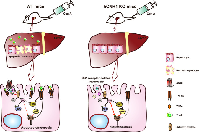 Schema of the suggested protective mechanism of hepatic cannabinoid 1 (CB1) receptor nullification/blockade on liver injury by Con A treatment.Nullification of hepatocyte-specific CB1 receptor reduces infiltration of T cells containing membrane-bound TNF-α in liver and reduces TNFR2 levels in isolated hepatocytes. Interaction between membrane-bound TNF-α and TNFR2 results in the activation of JNK and apoptotic cell death in WT mice. hCNR1−/− mice also have increased cAMP levels and PKA activation, and consequently decreased phosphorylation of JNK. Additionally, CB1 receptor-deleted hepatocytes have higher expression of phosphorylated NF-κB subunit, p65 (S536), via activation of IKKβ resulting in the protection of hepatocytes against apoptotic cell death.