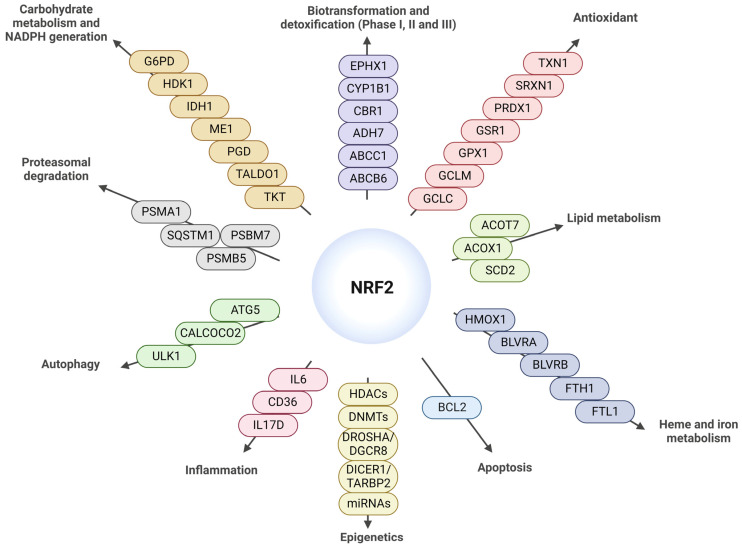 Diagram of the main targets of NRF2 modified from [34]. NRF2 is implicated in the regulation of biotransformation and detoxification proteins (Phases I, II, III), antioxidants, lipid metabolism, heme and iron metabolism, apoptosis, epigenetics, inflammation, autophagy, proteasomal degradation, carbohydrate metabolism, and NADPH generation.