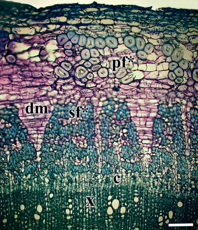 Cross-section of a hemp stem from the middle part of the first internode of a 117-day-old plant stained with toluidine blue. Note the formation of dilatation meristems (dm) in two rays between the secondary phloem fibre bundles and the difference in diameters of primary and secondary phloem fibres. c, cambium; pf*, primary phloem fibres with thickened cell wall; sf*, secondary fibres with thickened cell wall; x, xylem. Bar = 50 µm.