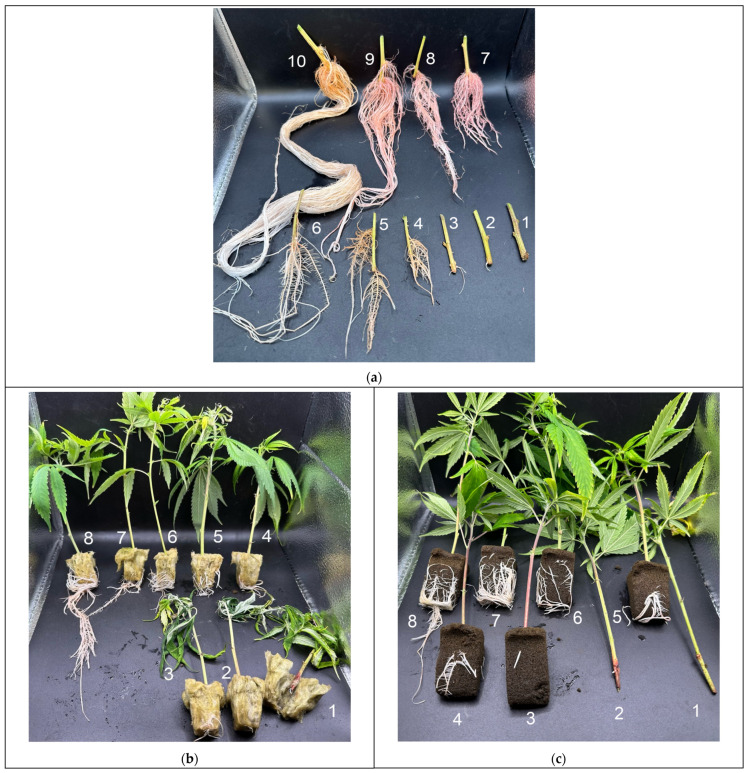 Representative photos demonstrating root quality scoring (regardless of cultivar) for aeroponics (a) 1–10; rockwool cubes 1–8 (b); horticultural foam 1–8 (c).