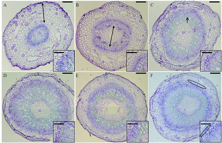 Cross-sections of H6 (A, top left), H9 (B, top center), H12 (C, top right), H15 (D, bottom left), H17 (E, bottom center), and H20 (F, bottom right) stained with toluidine blue. In (A), the double-pointed arrow spans the cortical parenchyma. In (B), the double-pointed arrow spans the medullary parenchyma. In (C), the arrow points to the developing xylem. In (F), the phloem bast fibers are circled in black. Scale bar: 200 μm in the main pictures, 50 μm in the insets. The figure insets show zoomed regions of the hypocotyls where bast fibers gradually differentiate.