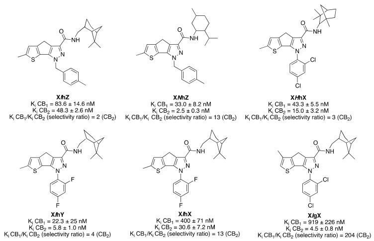 Structure of representative 1,4-dihydrothieno(3′,2′-4,5)cyclopenta(1,2-c)pyrazole-based derivatives (X). Affinities at CB1 and CB2 receptors were assessed by competition of (3H)-CP 55,940 in mouse cerebellum membranes and in mouse spleen homogenates, respectively [41].