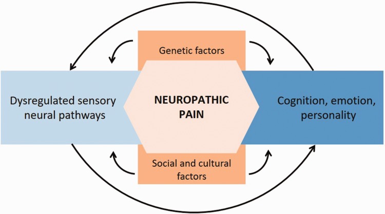 Genetic factors play roles in the functional dysregulation of sensory neural pathways, as well as in determining cognitive processes, emotions, and personality; these genetic factors and related effects, together with social and cultural factors, influence the experience of chronic pain.61