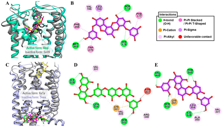 (A) Molecular docking of phlorofucofuroeckol-A (purple stick) in an active-state of hCB1R (PDB ID: 6kqi) along with reported agonist (yellow stick). Structure of reported antagonist taranabant docked into the inactive state of hCB1R (PDB ID: 5u09, gray ribbon) is shown as black stick. (B) Detailed hCB1R–ligand interactions on a 2D diagram for phlorofucofuroeckol-A. (C) Molecular docking of dieckol (green stick) and phlorofucofuroeckol-A (purple stick) in an inactive-state of hGLP-1 (PDB ID: 5vex, blue ribbon) along with reported antagonist, NNC0640 (black stick). Structure of reported agonist PF-06882961 docked into the active-state of hGLP-1 (PDB ID: 6x1a, gray ribbon) is shown as yellow stick. (B,C) Detailed hGLP-1–ligand interactions on a 2D diagram (D) for dieckol and (E) for phlorofucofuroeckol-A.