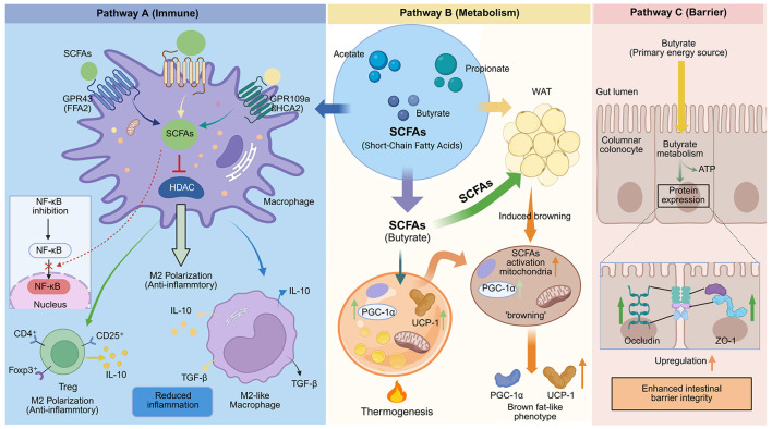 Infographic illustrating three pathways of short-chain fatty acids: Pathway A shows immune modulation via SCFA binding to GPR receptors, inhibiting HDAC, inducing macrophage M2 polarization, and promoting regulatory T cell anti-inflammatory activity. Pathway B details metabolic effects, with SCFAs inducing fat tissue browning, mitochondrial activation (PGC-1α, UCP-1), and increased thermogenesis. Pathway C visualizes butyrate metabolism by colonocytes, ATP generation, upregulation of occludin and ZO-1 proteins, and enhanced intestinal barrier integrity.
