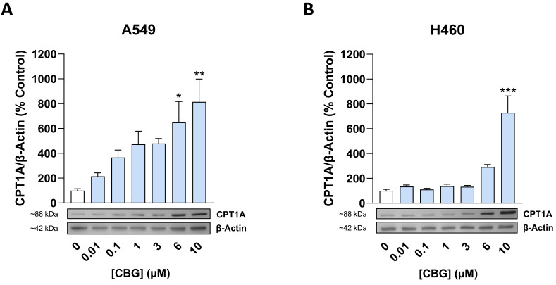 Concentration-dependent effect of CBG on CPT1A expression in A549 (A) and H460 cells (B). Cells were incubated with CBG at the indicated concentrations for 24 h. CPT1A was quantified by densitometry, normalized to β-actin, and expressed relative to the respective vehicle control (mean = 100%). The blots shown are representative. Data represent the mean ± SEM of 3 biological replicates. * p ≤ 0.05, ** p ≤ 0.01, *** p ≤ 0.001 vs. corresponding vehicle control; statistical analyses were performed on β-actin-normalized data expressed as percentages of the respective vehicle control using one-way ANOVA with Dunnett’s post hoc test.