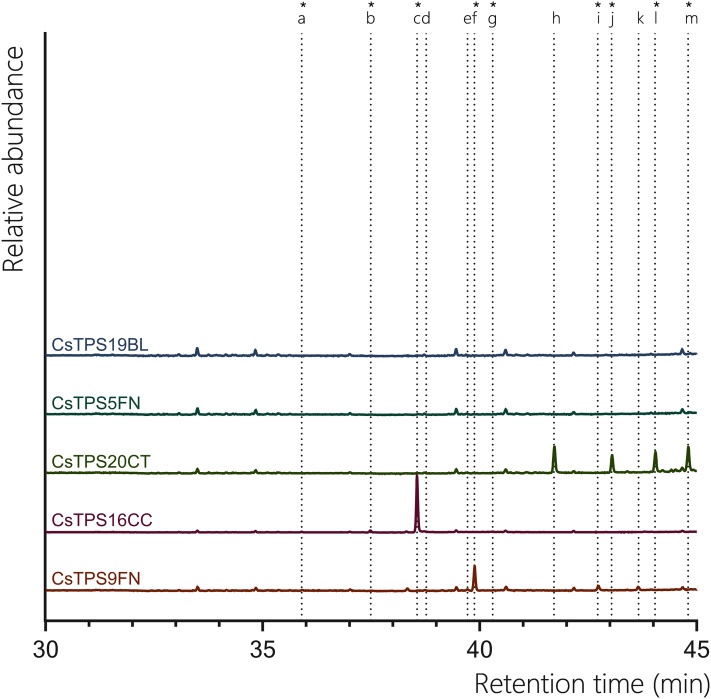 GC-MS traces showing the sesquiterpene products of CsTPS.Traces show GC-MS total ion chromatogram from CsTPS assays with FPP. CsTPS9FN: β-caryophyllene/humulene synthase; CsTPS16CC: Germacrene B synthase; CsTPS20CT: Hedycaryol synthase; CsTPS5FN: Myrcene/pinene synthase; CsTPS19BL: Nerolidol/Linalool synthase. Peaks: (a) β-elemene*, (b) γ-elemene*, (c) germacrene B*, (d) β-caryophyllene, (e) humulene, (f) epi-β-caryophyllene*, (g) alloaromadendrene*, (h) nerolidol (i) elemol*, (j) germacrene-D*, (k) guaiol, (l) globulol*, (m) γ-eudesmol*, (n) α-eudesmol*. *No reference standard available, putative identification of compound using National Institute of Standards and Technology (NIST) library.