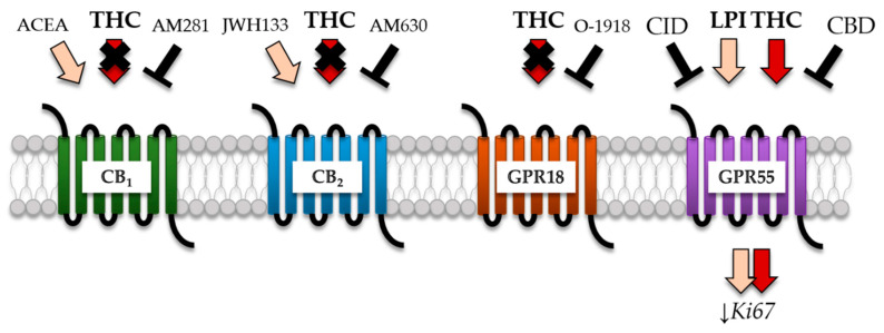 Proposed model for action of THC to modify Ki67 fractions in the considered GBM cells. GPR55 was identified as a potential receptor for the anti-Ki67 action of THC in human patient-derived GBM cells by systematically investigating the impact of different receptor-specific antagonists on THC acting. Despite the fact that AM281 (CB1-antagonist) and AM630 (CB2-antagonist) diminished the effects of ACEA (CB1-agonist) and JWH133 (CB2-agonist), both were not able to inhibit THC, indicating a CB1/CB2-independent mechanism. Furthermore, THC effect remained unaffected after application of O-1918 (GPR18-antagonist). Finally, CID and CBD are described as antagonists for GPR55 and indeed exerted antagonist activity in presence of THC, suggesting a GPR55-dependent signaling. Similar data were obtained after the stimulation with LPI (GPR55-agonist), confirming the participation of GPR55 in this process.