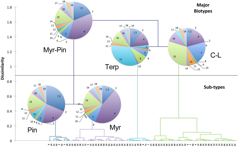 Hierarchical clustering of medical Cannabis strains based on floral terpenoid composition.The relative abundance of 19 terpenoids detected by GC-FID in cured floral samples from 72 medical Cannabis strains were used to generate the tree using the agglomerative hierarchical clustering method in the XLSTAT plug-in for Excel. Pie charts of a sample terpenoid composition for individuals within each clade are shown at the branch points, terpenoid composition is indicated by numerical code (Table 1, 1 = T1, 2 = T2, etc). Terpenoid types are identified: α- and β-pinene, Pin; β-myrcene, Myr; β-caryophyllene, C; d-limonene, L; terpinolene, Terp.