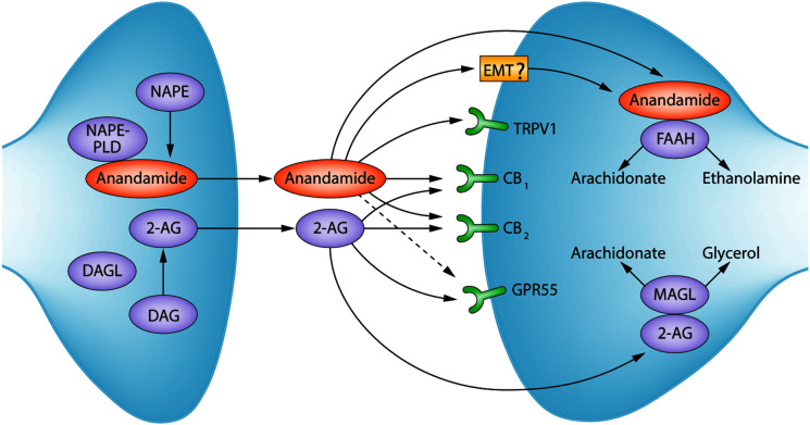 Overview of the ECS.Highlights key endocannabinoids, cannabinoid receptors, and biosynthetic and degradative enzymes. NAPE: N-acyl-phosphatidylethanolamine; NAPE-PLD: N-acyl-phosphatidylethanolamine-specific phospholipase D; 2-AG: 2-arachidonoylglycerol; DAG: diacylglycerol; DAGL: diacylglycerol lipase; EMT: endocannabinoid membrane transporter – ? is to denote controversy surrounding the characterization of an EMT [132–137]. TRPV1: transient receptor potential cation channel subfamily V member 1; CB1: cannabinoid receptor 1; CB2: cannabinoid receptor 2; GPR55: G protein-coupled receptor 55; FAAH: fatty acid amide hydrolase; MAGL: monoacylglycerol lipase. Figure modified with permission from [114].
