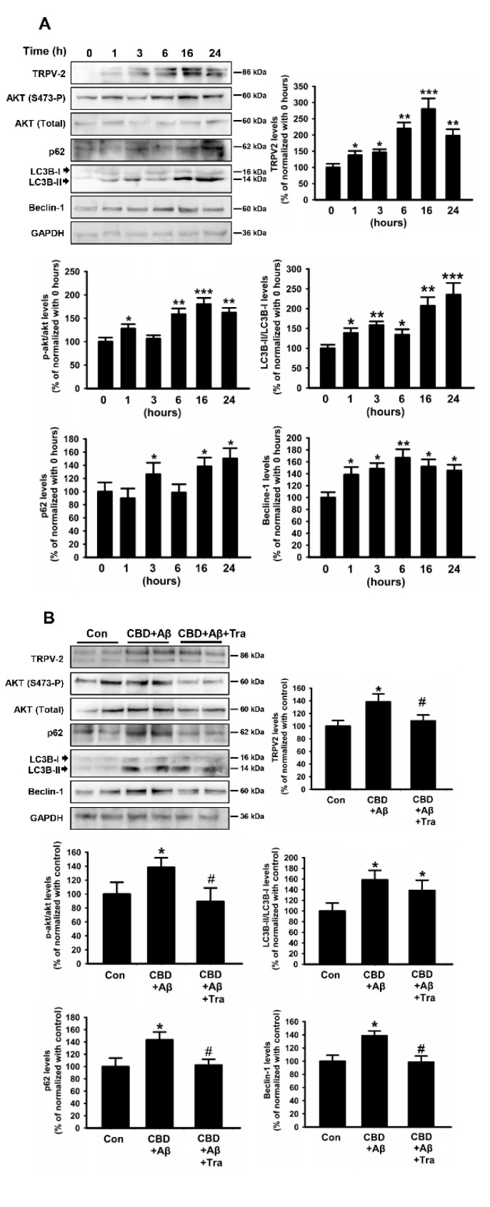 CBD induced autophagy in microglial cells via TRPV2 by promoting the upregulation of Akt. (A) BV2 microglia cells incubated with Aβ42 were analyzed using Western blot in the presence of CBD (5 μM) for the indicated time. (B) BV2 microglial cells were pretreated with Tra (tranilast 75 μM) for 1 h and then treated with CBD for 24 h. Band densitometry quantification of TRPV2. The autophagy flux expression was normalized to GAPDH. The phosphorylation of Akt was normalized to the total Akt level (n = 4 per group). * p < 0.05, ** p < 0.01, and *** p < 0.001 are compared with the control by Tukey’s test. # p < 0.05 mean CBD + Aβ with or without siRNA by Student’s t-test.