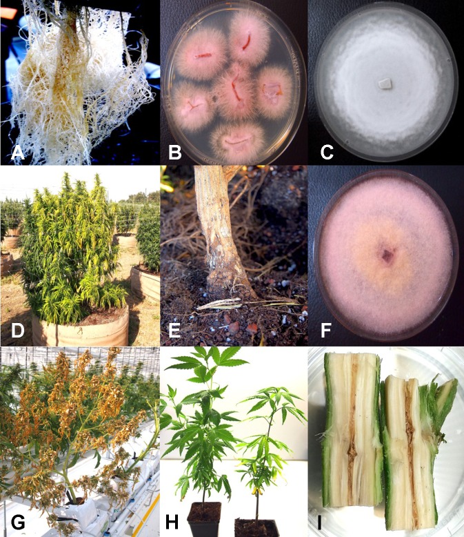 Root-infecting pathogens on Cannabis sativa. (A) Symptoms of brown discoloration on the root system of indoor hydroponically grown plants. (B) Colonies of Fusarium oxysporum isolated from diseased roots in (A) growing on potato dextrose agar. (C) Colony of Pythium catenulatum isolated from diseased roots growing on potato dextrose agar. (D) Symptoms of natural crown infection on a field-grown cannabis plant caused by a combination of F. oxysporum, Fusarium brachygibbosum, and Pythium aphanidermatum. (E) The crown area of the infected plant shown in (D) is sunken, and there is visible mycelial growth on the surface. (F) Colony of Fusarium brachygibbosum isolated from diseased roots growing on potato dextrose agar. (G) Symptoms of plant collapse as a result of infection by P. aphanidermatum under a greenhouse environment. (H) Comparison of a noninoculated plant (left) with a plant wound-inoculated with spores of F. oxysporum (right) and grown in coco fiber substrate. Photo was taken 4 weeks after inoculation and shows stunting and yellowing of leaves. (I) Symptom of internal discoloration of the pith tissue in the upper 10 cm of the crown region of a plant grown indoors in coco fiber as a substrate and infected by F. oxysporum. Figures 2A, D, E, G reproduced from Can. J. Plant Pathol. 40(4) by permission.