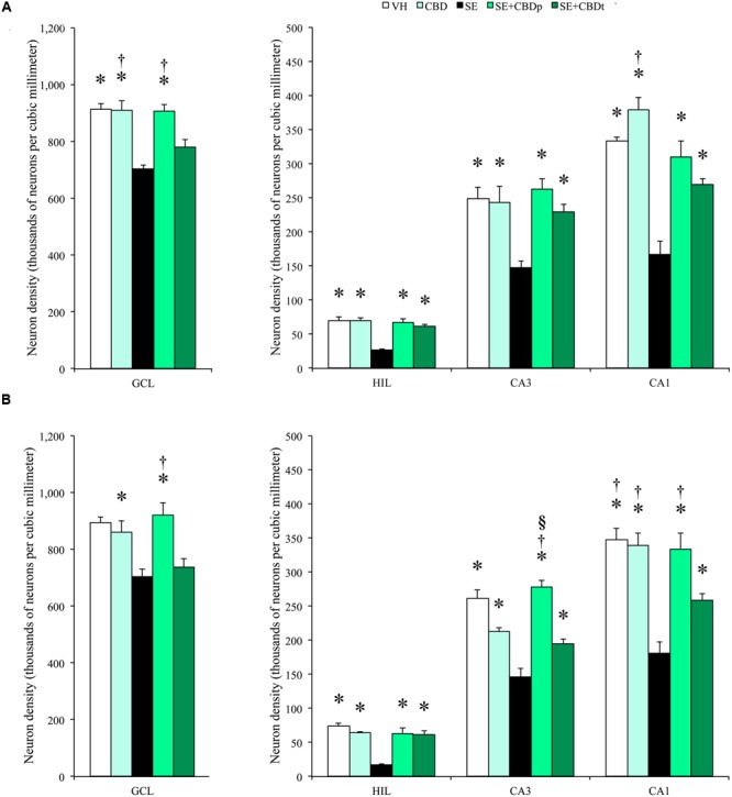 Cannabidiol effects on hippocampal neuronal survival, 3 days after SE. Neuronal density, estimated in contralateral (A) and ipsilateral (B) hippocampal sections from VH (white bars), CBD (light green bars), SE (black bars), SE+CBDp (medium green bars), and SE+CBDt (dark green bars) groups. The groups VH, CBD, SE+CBDp, and SE+CBDt had higher neuron density than SE group in contralateral (A) and ipsilateral (B) hilus, CA3, and CA1 subfields (ANOVA followed by Sidak post hoc test). In the contralateral granule cell layer, the groups VH, CBD, and SE+CBDp had higher neuron density than SE, and the groups CBD and SE+CBDp had higher neuron density than SE+CBDt. CBD group had also higher neuron density than SE+CBDt in contralateral CA1. In the ipsilateral granule cell layer (B), the group CBD had higher neuron density than SE, and the group SE+CBDp had higher neuron density than SE and SE+CBDt groups. In CA3, SE+CBDp group had higher neuron density than CBD and SE+CBDt groups, and in CA1 the groups VH, CBD, and SE+CBDp had higher neuron density than SE+CBDt group. GCL, granule cell layer; HIL, hilus. The ∗ indicates differences from SE group, the § indicates difference from CBD group, the † indicates difference from SE+CBDt group. Data were presented as mean ± standard error.