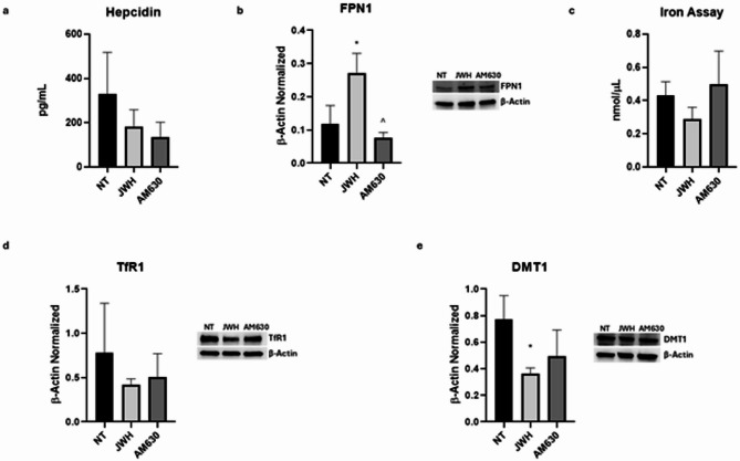 Effects of CB2 stimulation on iron metabolism modulation in macrophages derived from SCD pediatric/young patients. Evaluation of hepcidin (a) release from sickle cell disease (SCD) macrophages compared to healthy donors’ (HD) macrophages, revealed through an enzyme-linked immunosorbent assay (ELISA). The graphs show hepcidin levels (pg/mL) as the mean ± standard deviation (SD). For statistical analysis, a Shapiro-Wilk Normality test was used to asses whether the distribution of our samples were normal or not. The samples showed normal distribution, and we performed one way ANOVA test followed by Tukey HSD as post hoc. FPN1 (b), TfR1 (d), and DMT1 (e) protein expression levels in SCD macrophages of pediatric/young patients’ compared to NT, evaluated by Western blotting, starting from 15 µg of total lysates. The most representative images are displayed. The protein bands were detected through Image Lab Ink 6.1 software “BIORAD”, the intensity ratios of immunoblots compared to NT, taken as 1, were quantified after normalizing with the respective controls. The relative quantification for these proteins, normalized for the housekeeping protein β-Actin, is represented in the histograms as the mean ± SD. For statistical analysis, a Shapiro-Wilk Normality test was used to asses whether the distribution of our samples were normal or not. All samples showed normal distribution, and we performed one way ANOVA test followed by Tukey HSD as post hoc. *, p ≤ 0.05 compared to NT; ^, p ≤ 0.05 compared to JWH-133. Original blots/gels are presented in Supplementary Uncropped WB Figures. Fe3+ (c) intracellular concentrations (nmol/µL) in NT and SCD macrophages of pediatric/young patients’, determined by iron assay. Histogram shows Fe3 + concentration as the mean ± SD. For statistical analysis, a Shapiro-Wilk Normality test was used to asses whether the distribution of our samples were normal or not. The samples showed normal distribution, and we performed one way ANOVA test followed by Tukey HSD as post hoc.