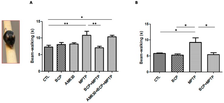 The beam test. The protective effects of BCP administered both intraperitoneally (A) and orally (B) against MPTP-induced behavioural impairment in mice. MPTP-lesioned mice exhibited a significant decrease in the average time required to cross the beam 3 days post-lesion compared to that of the CTL-treated mice. The data are presented as the mean ± SEM of six individual experiments. Intraperitoneal: ** p < 0.01, CTL vs. MPTP. ** p < 0.01, MPTP vs. BCP + MPTP. * p < 0.05, CTL vs. AM630 + BCP + MPTP treatment. Oral: * p < 0.05, CTL vs. MPTP. * p < 0.05, BCP vs. MPTP. * p < 0.05, MPTP vs. BCP + MPTP treatment.