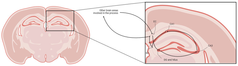 Schematic representation of the trisynaptic memory pathway (created using BioRender.com).