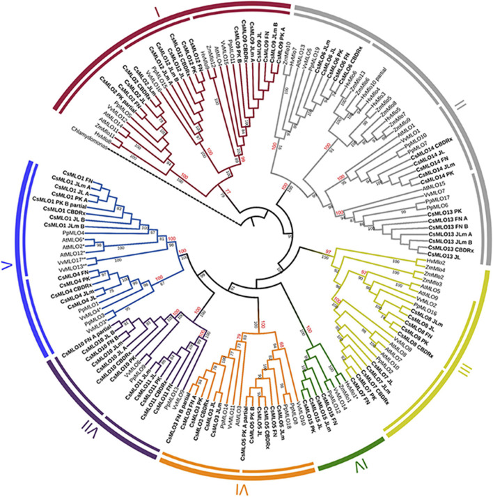 Phylogenetic relationships of CsMLOs based on maximum likelihood analysis. Phylogenetic tree of manually curated CsMLO proteins (bold) with MLO proteins from selected species (Arabidopsis thaliana, Prunus persica, Vitis vinifera, Hordeum vulgare, and Zea mays). Chlamydomonas reinhardtii was used as an outgroup. Phylogenetic relationships were estimated using the maximum likelihood method implemented in PhyML + SMS with 1,000 bootstrap independent replicates. The seven defined clades are indicated, as well as potential subclades identified in this study (inner circles). Number on a node indicates the percentage of bootstrap when higher than 65% (black), or the posterior probabilities of major clades and subclades, according to a Bayesian phylogenetic inference performed on the same alignment (red) (Supplementary Figure 1). MLOs with one asterisk (*) have been experimentally demonstrated to be required for PM susceptibility (Büschges et al., 1997; Feechan et al., 2008; Wan et al., 2020), while MLOs with two asterisks (**) have been identified as main probable candidates for PM susceptibility (Pessina et al., 2016).