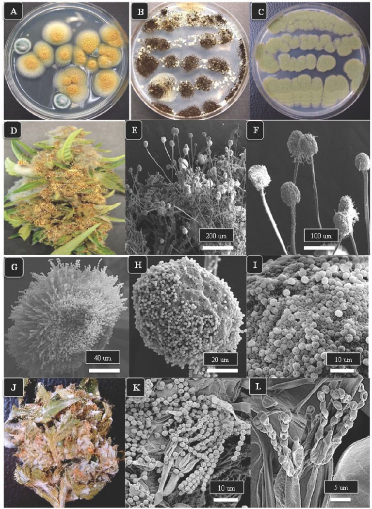 The appearance of colonies of three Aspergillus species and Penicillium sp. and scanning electron microscopic observations of spore production. (A–C) Colonies of A. ochraceus, A. niger and A. flavus, respectively, after 5 days of growth on PDA + S. (D) Aspergillus ochraceus emerging from a cannabis inflorescence incubated under high humidity conditions for 3 days. (E,F) The spore-bearing structures (conidiophores) of Aspergillus consist of stalks upon which are produced a mass of spores formed in chains, as seen in (G–I). (J) Growth of Penicillium species on the surface of a cannabis inflorescence kept under high humidity for 5 days appears as a whitish-blue mycelial growth. (K,L) Spores of Penicillium sp. are produced in chains at the tips of conidiophores and are produced from structures called phialides (arrow).