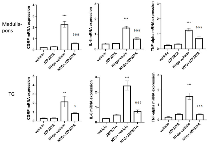 mRNA expression levels of CGRP, IL-6 and TNF-alpha in the medulla-pons and trigeminal ganglion (TG). NTG treatment (NTG + vehicle group) significantly increased mRNA levels of all the genes evaluated compared to vehicle group in all areas. NTG-induced changes were prevented by the administration of JZP327A (NTG + JZP327A). No changes were found in the baseline conditions. Data are expressed as mean ± SEM. Tukey’s multiple comparisons test; ** p < 0.01 and *** p < 0.001 vs. vehicle; § p < 0.05 and §§§ p < 0.001 vs. NTG + vehicle. Vehicle: control group (n = 6); NTG + vehicle group: nitroglycerin + vehicle (n = 6); NTG + JZP327A group: nitroglycerin + JZP327A (n = 6); JZP327A group: nitroglycerin vehicle + JZP327A (n = 6).