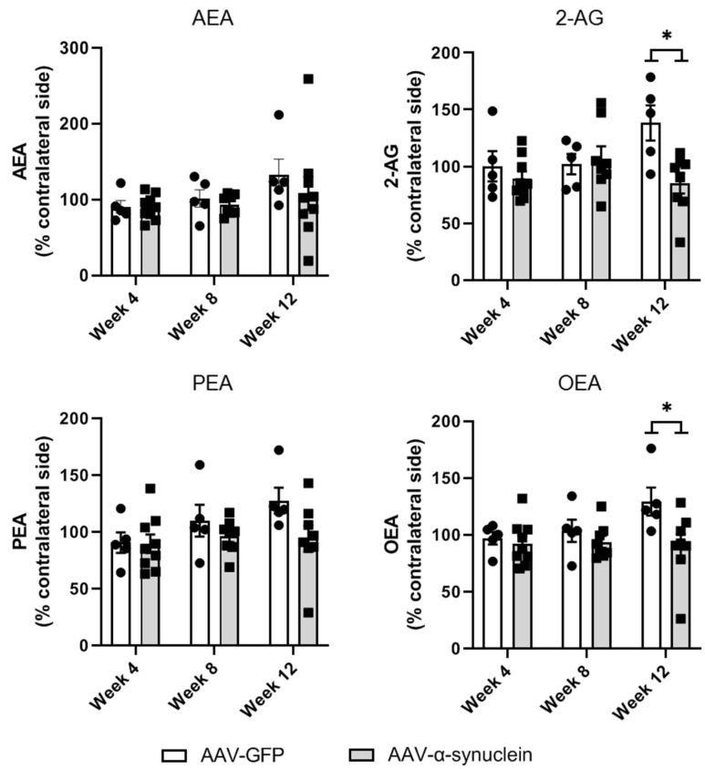 LC-MS/MS measurements of striatal endocannabinoid levels. Unilateral intranigral AAV-α-synuclein did not alter striatal AEA or PEA levels but induced a reduction in the levels of 2-AG and OEA at Week 12. Data are analysed as mean ± SEM with 5–9 animals per group. * p < 0.05 vs. corresponding AAV-GFP group by two-way ANOVA with post hoc Tukey.