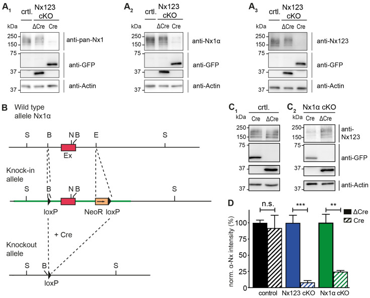 Conditional deletion of the single Nx1α variant. (A) Immunoblots of Nxs in Nx123 cKO cells tested with 3 different antibodies: pan-Nx1 (A1, Millipore #AB161-I), Nx1α (A2, Frontier Institute #AB_2571817), and Nx123 (A3, SySy #175003). Con, mouse line without floxed α-Nxs. (B) Wild-type allele of the 5′ end of the Nx1α gene including the first coding exon (indicated in red) is illustrated. After successful homologous recombination of the wild-type allele with the targeting vector (not depicted), the knock-in allele that resulted is indicated. The 5′ loxP site is introduced via the BamH1 (‘B’) site upstream of the first coding exon. Downstream of the first coding exon and at the EcoR1 site (‘E’), the 3′ loxP site and NeoR (Neomycin resistance) gene are inserted (blunt-end cloning). Via the addition of a Cre-recombinase, the knock-in allele is converted into the knockout allele. The region between the loxP sites of the Nx1α gene including the first coding exon is excised. Further restriction sites: S = Spel, N = Nhel. (C) Immunoblots of control neurons (C1) without floxed α-Nx and Nx1α cKO neurons (C2) were probed with anti-Nx123 (SySy #175003). (D) Quantification of αNx normalized to ΔCre condition (100%) for control neurons, Nx123 cKO neurons, and Nx1α cKO neurons. Data are based on n independent immunoblot experiments like in A3 and C (control: 3, 2; Nx123: 4, 4; Nx1α: 3, 3); columns were compared with an unpaired t-test. n.s. = non-significant: p > 0.05, ** p < 0.01, *** p < 0.001.