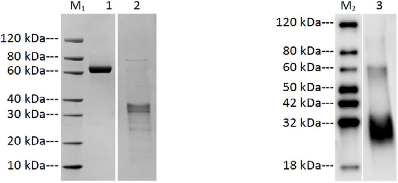 A) SDS-PAGE and B) Western blot analysis of CsTLP1 expression in E. coli. Lane M1: Protein marker (GenScript, Cat. No. M00516); Lane 1: Bovine serum albumin (2.00 μg); Lane 2: CsTLP1_2563 (reducing condition, 2.00 μg); Lane M2: Protein marker (GenScript, Cat. No. M00521); Lane 3: CsTLP1_2563 (reducing condition); primary antibody: mouse-anti-His mAb (GenScript, Cat. No. A00186).