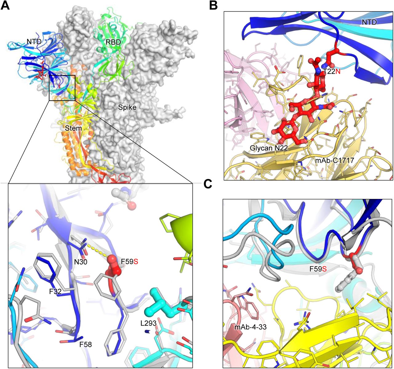 Structural modeling of key mutations in XEC spike.(A) Structural representation of the spike protein domains, with the location of NTD mutations T22N and F59S highlighted. The spike is shown with two protomers displayed as a grey surface and one as a ribbon in rainbow colors. Inset: The F59S mutation alters its side-chain interaction with several nearby hydrophobic residues, including F32, F58, and L293, while introducing a hydrogen bond with residue N30. (B) The glycosylation at N22 (shown as sticks) interferes with the recognition of certain NTD-targeting antibodies, such as C1717, potentially reducing antibody binding efficiency. (C) The F59S mutation disrupts the epitopes of NTD-targeting antibodies, such as 4-33, by abolishing the interaction with a hydrophobic cluster, thereby impairing antibody recognition and contributing to immune evasion.