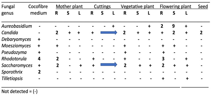 Genera of endophytic yeasts present in cannabis tissues and in the growing substrate as determined by whole genome sequencing. Numbers represent the percentage of total reads of the specific genus relative to the total fungal reads in the tissue sample. The “+” and the blue arrows indicate a value of up to 1%. Values over 1% are indicated.