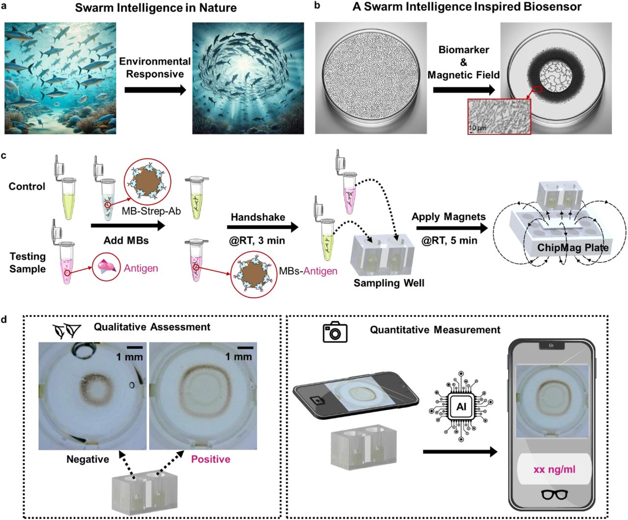 Overview of swarm intelligence inspired SIMAIS biosensor.a, Environmental responsive movements of fish schools indicating swarm intelligence in nature. b, Biomarker responsive deposition pattern of magnetic microbeads with external magnetic field applied. c, Schematic representation of the sample test workflow. d, Analysing approaches of SIMAIS biosensor test results (qualitatively assessable via naked eye and quantitatively measurable via AI model-deployed smartphone app).