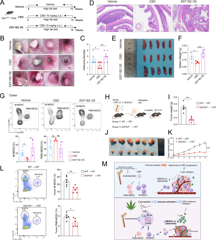 The effect of EEF1B2 overexpression or knockdown in MDSCs mediated tumor progression. (A) The experimental design and timeline. Apcmin/+ mice were all fed with high fat diet to induce colon adenomas. The mice were treated with vehicle or CBD. The mice in EEF1B2 overexpression (EEF1B2 OE) group were pretreated with AAV-EEF1B2-mCherry via intra-bone marrow injection for 3 weeks to let EEF1B2 overexpression, and then treated with CBD. (B) EEF1B2 OE promoted the number and size of adenomas in mice colon at experiment termination by endoscope. (C) The adenomas number in mice colon from different groups. (D) The H&E staining of colon indicated that the increased adenomas in EEF1B2 OE mice. Scale bar, 20 µm. (E) The spleen size increased in EEF1B2 OE mice. (F) The spleen weight increased in EEF1B2 OE mice. (G) The FACS plot showing the change of MDSCs in colon in different groups. (H) Experiment flowchart of bone marrow transplantation with wild-type littermates donor mice and heterozygous Eef1b2+/- donor mice. (I) Tumor weight in indicated two groups (n=6). (J) MC38 tumor photos at experiment termination. (K) MC38 tumor growth curve in wild-type recipient mice reconstituted with bone marrow cells from wild-type or heterozygous Eef1b2+/- donor mice (n = 6). (L) Representative FACS plots (left) and statistic analysis (right) of tumor-infiltrating MDSCs in indicated two groups (n=5 in the group with wild-type donor mice and n=6 in the group with heterozygous Eef1b2+/- donor mice). (M) The graphic abstract of the effect of CBD on its targeted molecule EEF1B2 and C/EBPβ in MDSCs generation of myeloepoiesis and immune suppressive environment in colon adenomas. *p<0.05, **p<0.01, ***p<0.001. P values were calculated by one-way ANOVA with Tukey’s multiple comparisons test. ANOVA, analysis of variance; CBD, cannabidiol; CMP, common myeloid progenitor; CRC, colorectal cancer; FACS, fluorescence-activated cell sorting; MDSC, myeloid-derived suppressor cell; M-MDSC, monocytic MDSC; ns, not significant; ns, not significant; PMN-MDSC, polymorphonuclear MDSC.