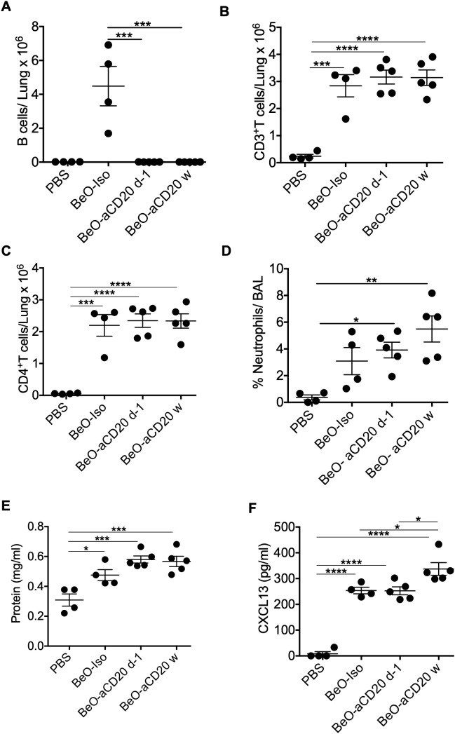 B cells are dispensable for CD4+ T cell recruitment and CXCL13 expression. HLA-DP2 FVB/N Tg mice were sensitized with three doses of BeO (100 μg) on days 0, 1, and 2. Mice were then randomly assigned and treated with PBS, isotype control monoclonal antibody (Iso), or an anti-CD20 monoclonal antibody one time (d-1), or weekly (w). (A) Total B cells (B) CD3+ T cells, and (C) CD4+ T cells in the lungs of BeO-exposed mice on day 21. (D) Percent neutrophils were examined in the BAL of BeO-exposed mice. Graph plots show protein leak (E) and CXCL13 (F) in the bronchoalveolar lavage fluid (BALF) of BeO exposed mice. Data are representative of two independent experiments, four mice per group. One-way ANOVA was used to test statistical differences among the groups. P<0.05 (*) is considered statistically significant. P < 0.05 (*), P < 0.01 (**), P < 0.001 (***), P < 0.0001 (****).