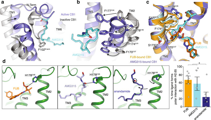 Ligand–TM2 interaction.a Overlay of inactive structure of CB1 (PDB: 5U09, white) and AMG315-bound structure (blue) showing the inward movement of TM2 upon activation and displacement of the N-terminus. b The inward movement of TM2 from the inactive state (gray) to the active state (blue) results in the translocation of residues F1772.64, H1782.65, F1742.61, and F1702.57 towards the agonist. c FUB (MDMB-Fubinaca) interacts with more TM2 residues (orange) compared to AMG315 (blue). F1772.64 and F1742.61 interact with FUB but not AMG315, shown in light blue. d In simulation, FUB (MDMB-Fubinaca) and AMG315 form polar interactions with H1782.65 more often than the less efficacious partial agonist anandamide (p = 0.03, two-sided Welch’s t-test, *p < 0.05). Data are presented as mean values ± SEM from n = 6 independent simulations.