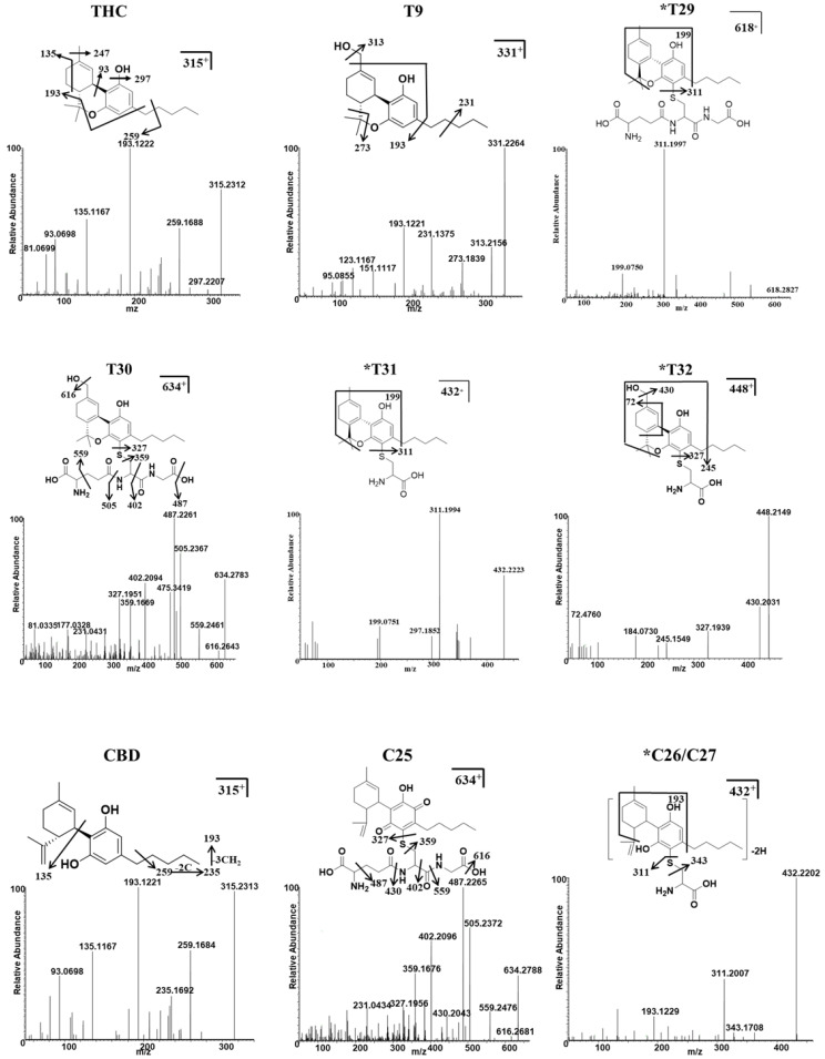 Identification of THC, CBD, and their major conjugates with GSH/Cys metabolites using UHPLC Q-Exactive MS. The MS/MS spectrum and fragmentation patterns of THC, 11-OH-THC (T9), two THC–GSH conjugates (T29–T30), two THC–Cys adducts (T31 and T32), CBD, one CBD–GSH adduct (C25), and two CBD–Cys conjugates (C26–C27). * Represents the novel metabolites in this study.