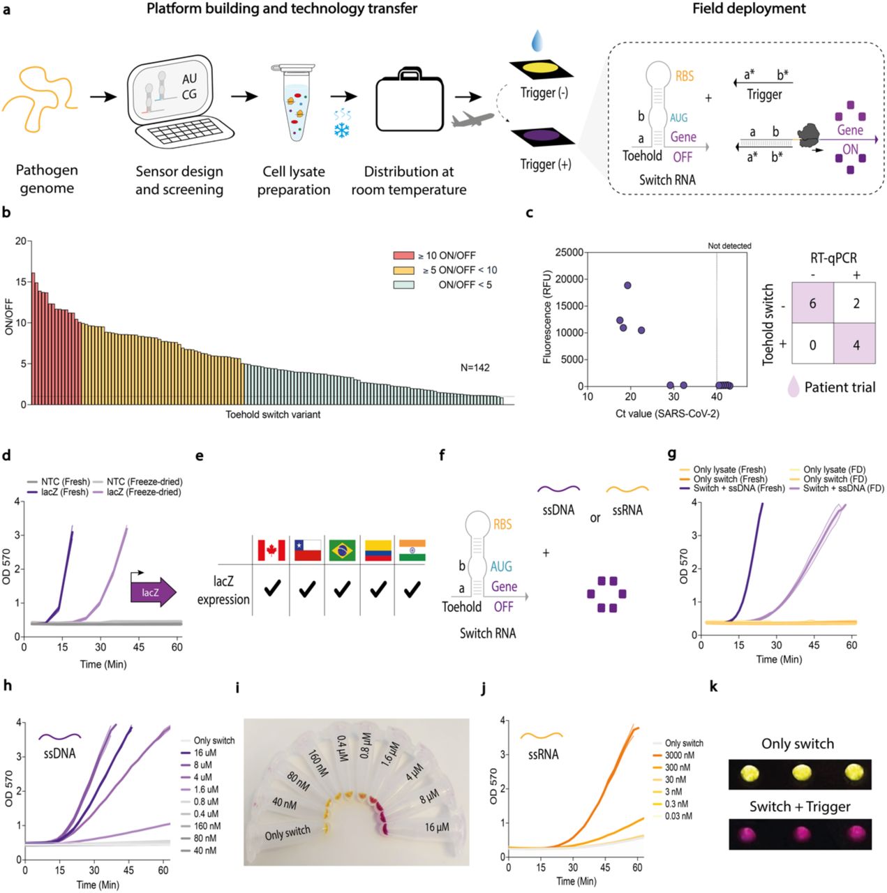 Development, global distribution, and validation of toehold switch diagnostics.(a) Schematic representation of the toehold switch-based diagnostic workflow, from computational design to experimental validation in diverse locations. (b) Screening of 142 toehold switch variants that translationally regulate the expression of the lacZ gene. D07 was identified as the top-performing sensor based on ON/OFF activation ratios in the presence of synthetic trigger nucleic acid. (c) The D07 toehold switch demonstrated robust SARS-CoV-2 diagnostic performance in PURExpress when activated with RT- LAMP nucleic acids from nasopharyngeal swabs. Ct value of the patient samples as measured independently by RT-qPCR (nucleocapsid gene), plotted against the resulting fluorescence (state molecule), a proxy of toehold-switch activation. (d) lacZ expression constructs, transcriptionally and translationally driven by a T7 promoter and a canonical Shine-Dalgarno sequence, respectively, were distributed to multiple international sites. Lysate performance, measured by β-galactosidase activity, was assessed by measuring absorbance at 570 nm over 1 h. This representative data was obtained using cell- free lysates produced on-site in Chile. Data are shown as mean ± SD, n = 3. (e) Reproducibility assessment for β-galactosidase expression performed across multiple international sites (Canada, Chile, Brazil, Colombia, and India). (f) Schematic of a toehold switch and the different nucleic acid triggers (ssDNA and ssRNA) used in these assays. (g) Activation of the D07 toehold switch in fresh vs. freeze-dried lysates. ssDNA trigger was added to D07 toehold switch-containing lysate reactions, and β-galactosidase activity was measured by absorbance at 570 nm for 1 h. Successful activation was observed in Chile, Canada, and Colombia, while inconsistent results were noted in other locations due to shipping-related lysate degradation. Representative data was obtained using cell-free lysates produced on-site in Chile. Data are shown as mean ± SD, n = 3. (h) Titration of up to 16 µM synthetic ssDNA trigger into D07 toehold switch- containing lysate reactions. β-galactosidase activity was assessed by measuring absorbance at 570 nm over 1 h. This representative data was obtained using cell-free lysates produced on-site in Chile. Data are shown as mean ± SD, n = 2. (i) Photograph confirms the activation of the D07 toehold switch and subsequent enzyme activity. (j) Titration of up to 3000 nM in vitro transcribed synthetic ssRNA trigger into D07 toehold switch-containing cell-free lysate reactions. β-galactosidase activity was assessed by measuring absorbance at 570 nm over 1 h. This representative data was obtained using cell-free lysates produced on-site in Chile. Data are shown as mean ± SD, n = 2. (k) Photograph confirmed the activation of the D07 toehold switch by synthetic RNA and subsequent enzyme activity. A positive reaction resulted in a color change from yellow to purple, while a negative reaction remained yellow. Abbreviations are: NTC, non-template control; FD, freeze-dried; RBS, ribosome binding site; Min, minutes.