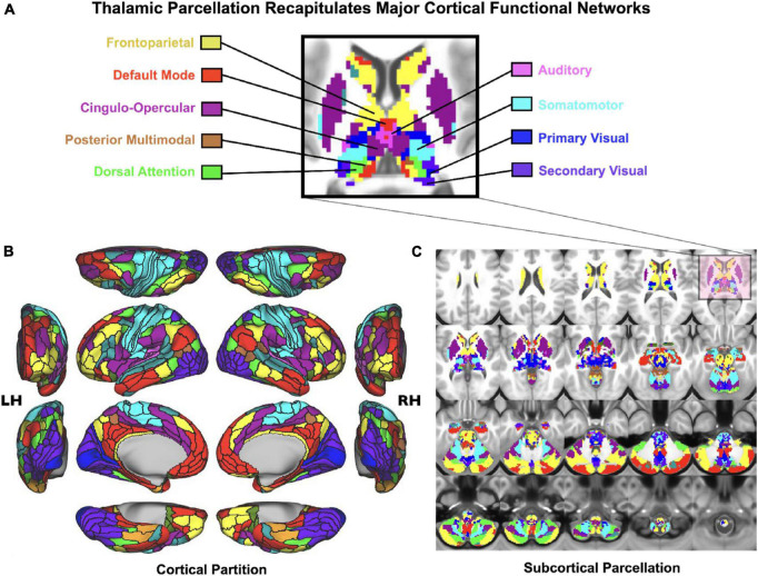 Cortico-subcortical whole-brain functional network parcellation derived from the Human Connectome Project dataset. (A) Zoomed in axial view onto the thalamus and striatum. Each color represents voxels mapping to a given functional network. (B) Cortical functional network view. (C) Subcortical functional network view. This effect highlights that it is possible to reliably and robustly map functional subdivisions of major sub-thalamic circuits that functionally couple with brain-wide networks Adapted from Ji et al. (2019b). This supports the notion that the thalamus indeed provides a functional “lens” onto distributed yet segregated functional pathways.