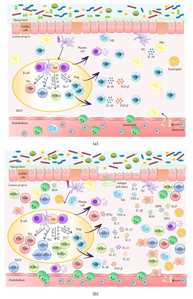 Physiopathology of IBD. (a) The intestine is the largest mucosal surface exposed to the external environment. It constitutes an interface between the host and the luminal contents, which include nutrients and the highest count of resident microbes. Thus, the intestinal immune system meets more antigens than any other part of the body and it must discriminate between invasive organisms and harmless antigens, such as food, proteins, and commensal bacteria, to prevent infections or preserve the homeostasis. This intestinal homeostasis depends on the dynamic interaction between the microbiota, the intestinal epithelial cells, and the resident immune cells, which coordinate a response that keeps the balance between immunity and tolerance. (b) A breakdown of this balance triggers the chronic inflammatory process that characterizes inflammatory bowel disease. There are often several preexisting conditions that lead to the disease: first of all, a genetic susceptibility of the intestinal immune system to distinguish an environmental antigen presented within the gastrointestinal tract; secondly, the contact with the antigen; finally, usually due to an alteration of the permeability, the antigen is presented to the gastrointestinal mucosal immune system through its paracellular passage, which triggers the inflammatory cascade. During early inflammation, luminal antigens activate the different innate immune cells located in the intestine, including natural killer cells, mast cells, neutrophils, macrophages, and dendritic cells, and maintained inflammatory reaction promotes the activation of the adaptive immune response. Abnormally activated effector CD4+ T helper (Th) cells synthesize and release different inflammatory mediators that generate an amplified inflammation that originates from chronic tissue injury and epithelial damage.