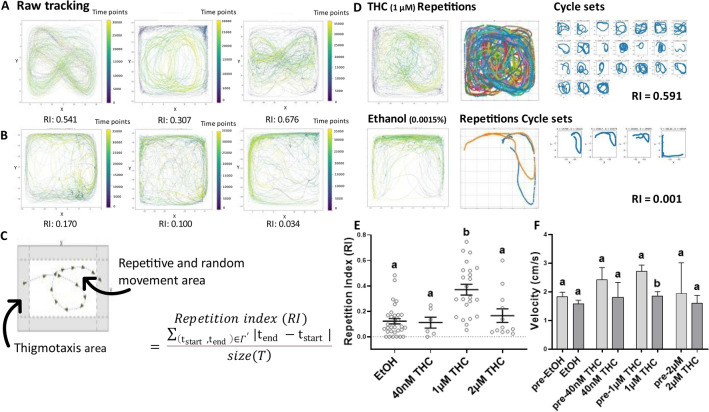 (A) Establishment of a Repetition Index (RI) uncovers quantifiable Tetrahydrocannabinol (THC)-induced behavioral stereotypy in adult zebrafish that differs from swimming patterns in the low concentration ethanol vehicle (B). (C) A schematic trajectory with inner and outer zones and formula to calculate the RI. (D) Repetitive patterns are extracted as cycle sets from the raw tracking and summed to give a RI value. (E) THC (1 μM) elicited a significantly greater RI than the control condition with EtOH (0.0015%) (****p < 0.0001), calculated as a mean ± SEM, (F) and caused a significant reduction in velocity during exposure (**p = 0.0077). Controls EtOH (n = 38), 40 nM THC (n = 6), 1 μM THC (n = 23) and 2 μM THC (n = 12). Time point t and the whole recording time interval T. Values without a letter in common are statistically different to the control condition (p < 0.05, Kruskal–Wallis and Dunn's multiple comparisons test).