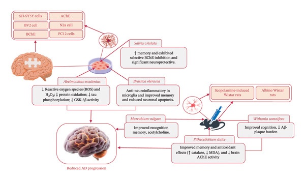 Proposed in vivo and in vitro mechanisms of action of medicinal plant in Alzheimer.