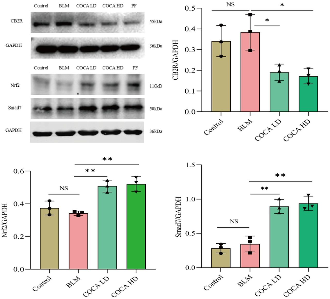 Representative Western blots and corresponding densitometric analyses of CB2R、Nrf2 and Smad7 in lungs from control (n=10) and COCA-treated IPF mice (n=10) (NSP >0.05, *P < 0.05, **P < 0.01)