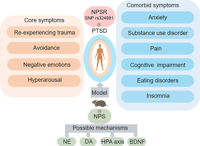Role of NPS–NPSR system in PTSD and related neuropsychiatric disorders. The orange and blue boxes describe the core symptoms of PTSD and related neuropsychiatric disorders, respectively. A variation in the NPSR gene (SNP rs324981) increases the incidence of PTSD in human. Animal models can mimic the core symptoms of PTSD and related neuropsychiatric disorders. Administration of NPS inhibits PTSD through mechanisms involving NE, DA, HPA, and BDNF. Abbreviations: NPS: Neuropeptide S; NPSR: Neuropeptide S receptor; PTSD: Post-traumatic stress disorder; NE: Norepinephrine; DA: Dopamine; HPA: Hypothalamic-pituitary-adrenal axis; BDNF: Brain-derived neurotrophic factor.