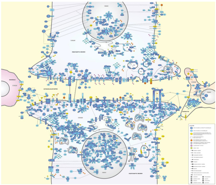 Molecular landscape of TD. In this landscape, the interactions between the key proteins/molecules/metabolites implicated in TD in pre- and postsynaptic neurons, astrocytes and/or microglial cells are shown. In Table S5, all interactions between the landscape proteins/molecules/metabolites are provided. In File S8, we provide a pdf version of Figure 1 that will allow interested readers to look up proteins and molecules in the landscape through using the search function.